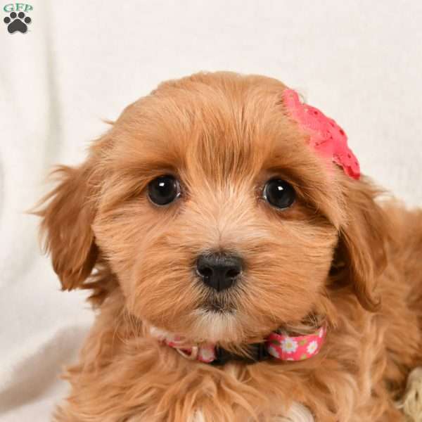 Kayla, Shih-Poo Puppy